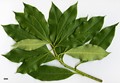 SpeciesSub: var. adaphniphylloides
